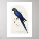 Pesquisar por macaw pôsteres pósteres Pássaros