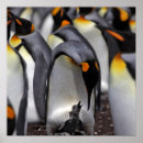 Pesquisar por pinguim de rei pôsteres pósteres Pássaro