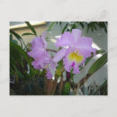 Pesquisar por orquídeas roxas cartoes postais Floral