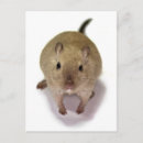 Pesquisar por gerbil cartoes postais Roedores