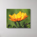 Pesquisar por calendário em uma impressão de canvas Flor