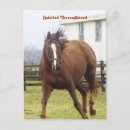 Pesquisar por raça pura cartoes postais Equino