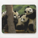 Pesquisar por melanoleuca do ailuropoda Panda gigante