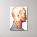 Pesquisar por músculo impressão de canvas Anatomia humana