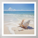 Pesquisar por conchas pósteres Qualquer pessoa