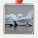 Pesquisar por orca ornamentos Vida selvagem