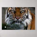 Pesquisar por smithsonian Animais