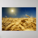 Pesquisar por sol dourado pósteres Agricultura