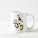 Pesquisar por aves canoras canecas Bonito