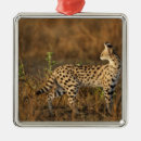 Pesquisar por masai ornamentos Vida selvagem