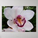 Pesquisar por orquídeas brancas pôsteres pósteres Qualquer pessoa