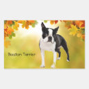 Pesquisar por boston terrier adesivos Filhote de cachorro