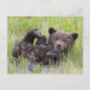 Pesquisar por urso marrom cartoes postais Alaska