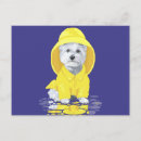 Pesquisar por west highland terrier cartoes postais Cachorros