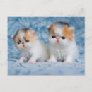 Pesquisar por gato persa cartoes postais Gatinho