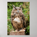 Pesquisar por eagle pôsteres pósteres Owl