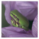 Pesquisar por anfíbios azulejos Natureza