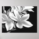 Pesquisar por plumeria pôsteres pósteres Flor