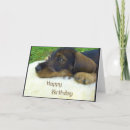 Pesquisar por cute dachshund cartoes Dogs