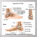 Pesquisar por tornozelo pósteres Anatomia