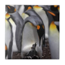 Pesquisar por pintinhos azulejos Animais selvagens