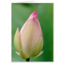 Pesquisar por durban cartoes postais Flora