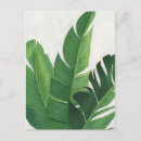 Pesquisar por planta cartoes postais Tropical
