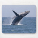 Pesquisar por baleia de humpback Oceano