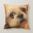 Pesquisar por shihtzu Shitzu