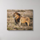 Pesquisar por rei leão impressão de canvas Rei da selva