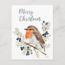 Pesquisar por christmas robin cartoes postais Pássaro