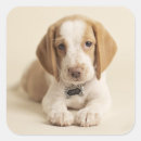 Pesquisar por beagle puppy adesivos Cãozinho