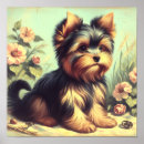 Pesquisar por do yorkshire terrier pôsteres pósteres Cãozinho
