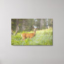 Pesquisar por odocoileus fotografia Natureza