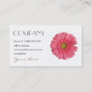 Pesquisar por margarida do gerbera cartao de visita Rosa