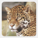 Pesquisar por jaguar adesivos Animal