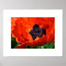 Pesquisar por orientais pôsteres pósteres Papoila