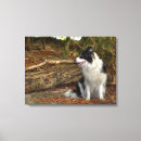 Pesquisar por border collie de de impressão de canvas Animais