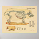 Pesquisar por anatomia animal pôsteres pósteres Esqueleto