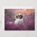 Pesquisar por pekingese cartoes Animal