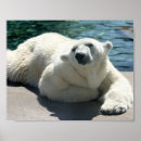 Pesquisar por urso polar pôsteres pósteres Animal selvagem