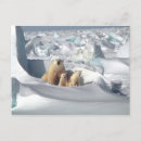 Pesquisar por filhote de urso polar cartoes postais Neve