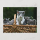 Pesquisar por gatinhos cartoes postais Bebê