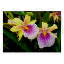 Pesquisar por dia mães orquídea cartoes Natureza