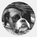 Pesquisar por boxer dog adesivos Autocolante