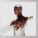 Pesquisar por corpo masculino pôsteres pósteres Fundo branco