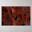 Pesquisar por apophysis pôsteres pósteres Vermelho