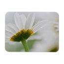 Pesquisar por da flor da margarida imas Close up