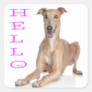 Pesquisar por greyhound dog adesivos Galgo
