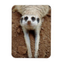 Pesquisar por suricato imas Animal